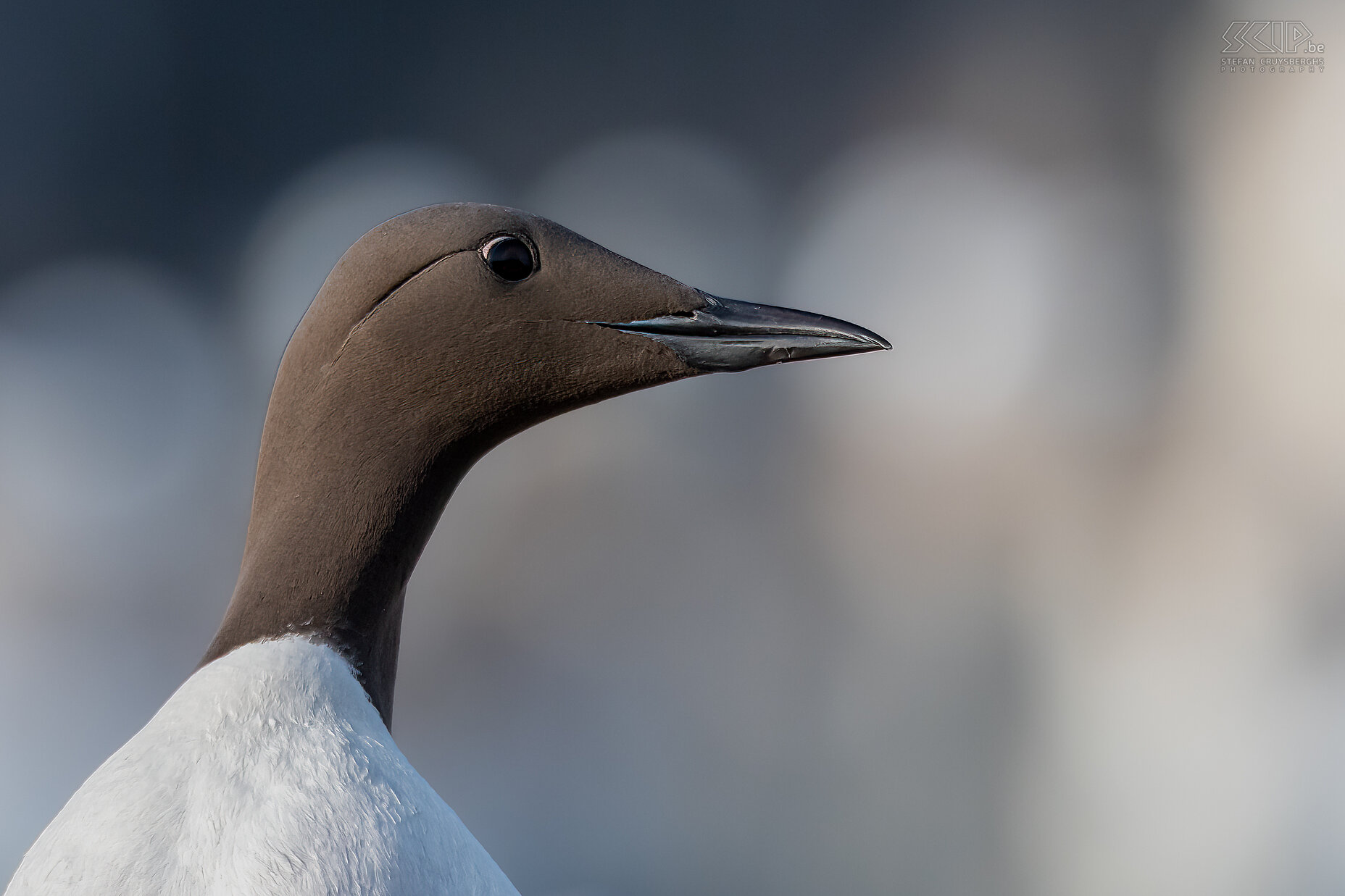 Farne Islands - Zeekoet De Farne-eilanden herbergen meer dan 25 broedende vogelsoorten. Eén daarvan is de zeekoet. Er wordt geschat dat er meer dan 100 000 individuele zeekoeten op het eiland leven, dus je kan ze gewoon niet missen tijdens een boottocht.  Stefan Cruysberghs